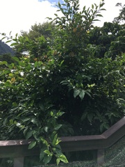 Ficus irisana