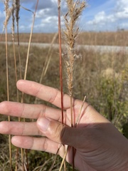 Sorghastrum nutans