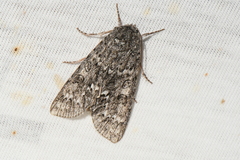 Acronicta impleta