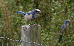 Aphelocoma coerulescens