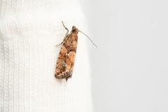 Zeiraphera canadensis