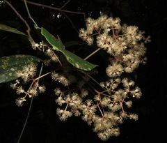 Hasseltia