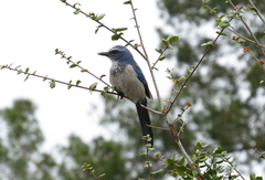 Aphelocoma coerulescens