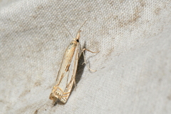 Crambus saltuellus