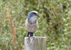 Aphelocoma coerulescens