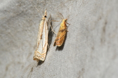 Crambus saltuellus