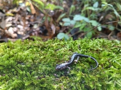 Plethodon albagula