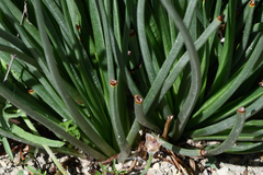 Asphodelaceae