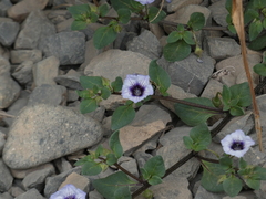 Nolana humifusa