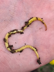 Fletchamia mediolineata