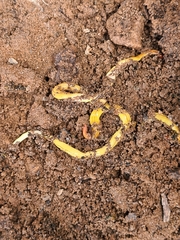 Fletchamia mediolineata