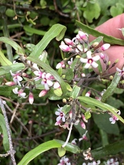 Parsonsia capsularis