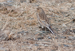 Linaria flavirostris