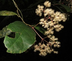 Hasseltia
