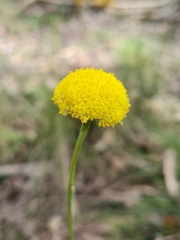 Craspedia variabilis