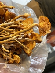 Desarmillaria tabescens