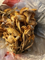 Desarmillaria tabescens