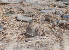 Linaria flavirostris