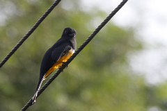 Trogon caligatus