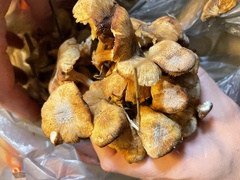 Desarmillaria tabescens