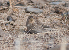 Linaria flavirostris