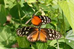 Heliconius hecale