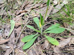 Craspedia variabilis