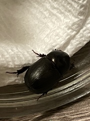 Euetheola