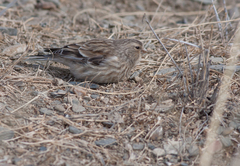 Linaria flavirostris
