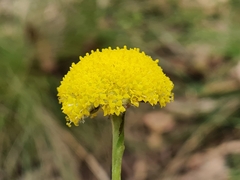 Craspedia variabilis