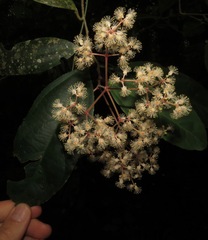 Hasseltia