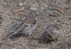 Linaria flavirostris