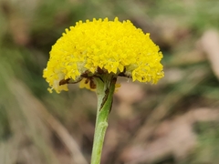 Craspedia variabilis