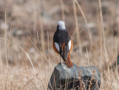 Phoenicurus erythrogastrus
