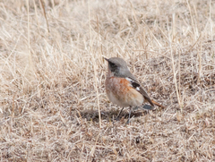 Phoenicurus erythronotus