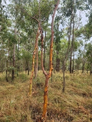 Angophora leiocarpa