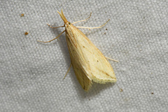 Donacaula