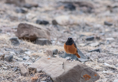 Phoenicurus ochruros phoenicuroides