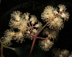Hasseltia