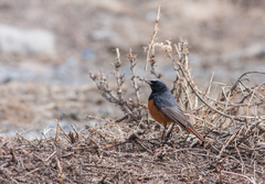 Phoenicurus ochruros phoenicuroides