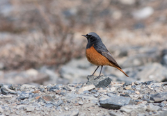 Phoenicurus ochruros phoenicuroides