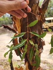 Angophora leiocarpa