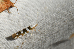 Argyresthia calliphanes