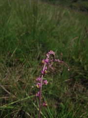 Polygalaceae