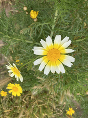 Glebionis coronaria