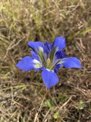 Gentiana autumnalis