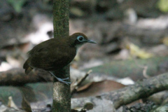 Gymnopithys bicolor