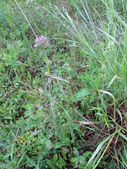 Campanula cervicaria