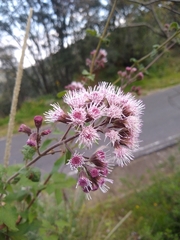 Ageratina deltoidea