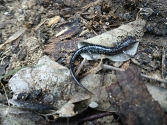 Plethodon albagula